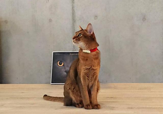 【愛猫家必見】外出時でも猫の様子を確認できる『Catlog』が便利!